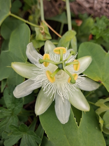 Passiflora subpeltata observed 2026-10-27