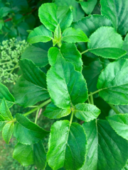Hydrangea anomala