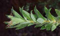 Grevillea jephcottii