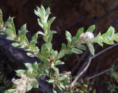 Grevillea jephcottii