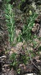 Grevillea jephcottii