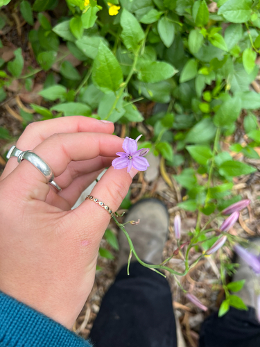 Arthropodium observed 2026-10-27