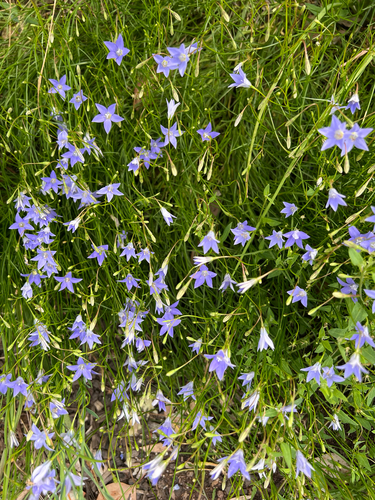 Wahlenbergia gracilis observed 2026-10-27