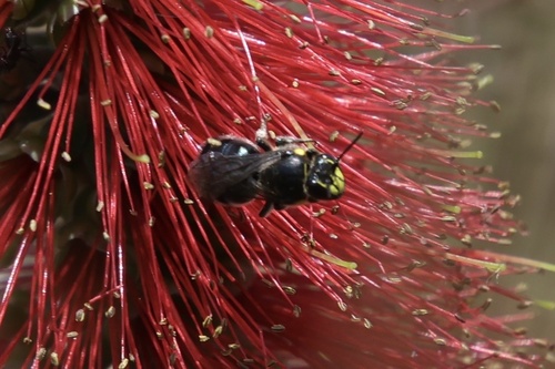 Hylaeus, 2026-10-27
