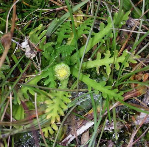 Image of Cotula alpina by (c) Russell Best, some rights reserved (CC BY)