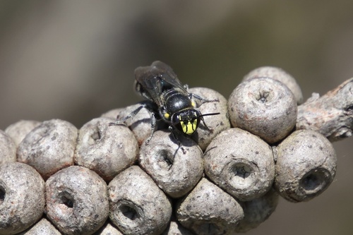 Hylaeus, 2026-10-27
