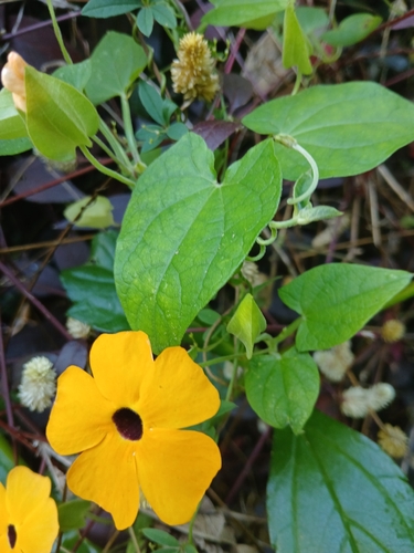 Thunbergia alata observed 2026-10-27
