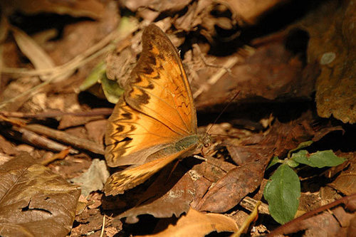 Common Glider