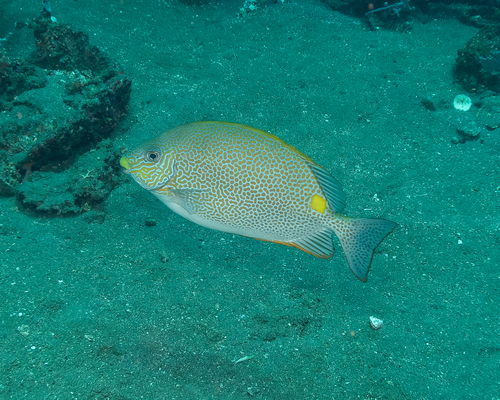 Siganus guttatus observed 2026-10-09