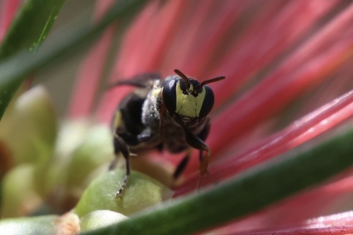 Hylaeus, 2026-10-27