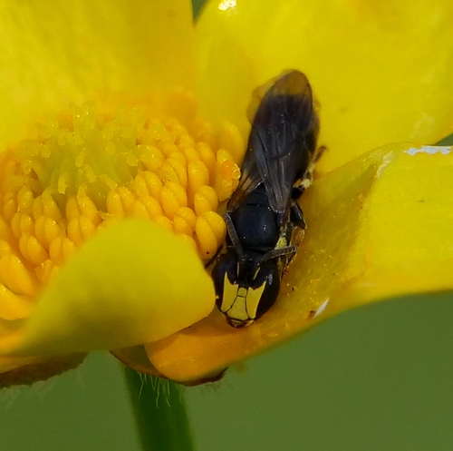 Hylaeus, 2026-10-27
