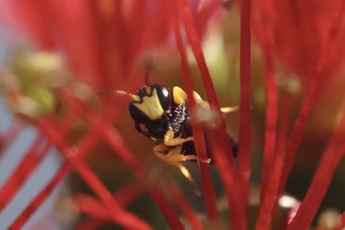 Hylaeus, 2026-10-27