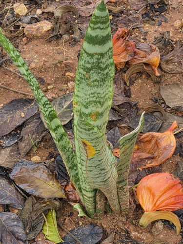 Dracaena trifasciata observed 2026-10-25