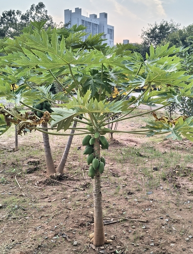 Carica papaya observed 2026-10-26