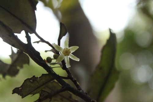 Pseudowintera, 2026-10-26