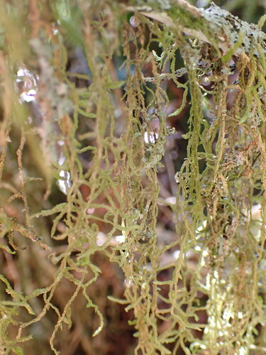 Weymouthia mollis observed 2026-10-25