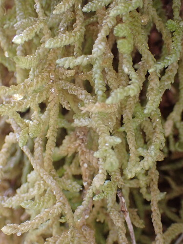 Weymouthia cochlearifolia observed 2026-10-25
