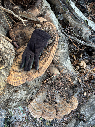 Ganoderma observed 2026-10-26