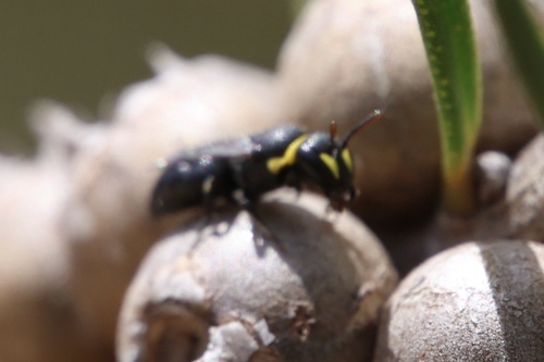 Hylaeus, 2026-10-27