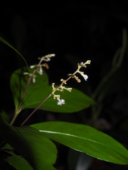 Psychotria pullei