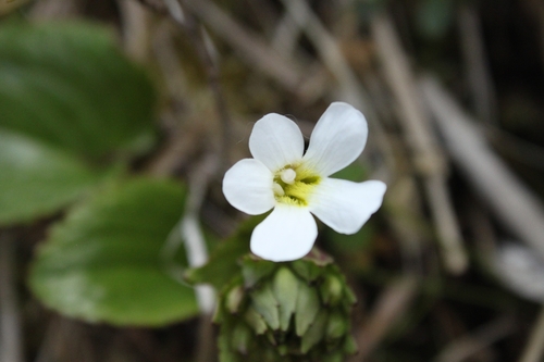 Ourisia macrophylla observed 2026-10-26