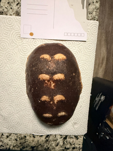 Chiton observed 2026-10-26
