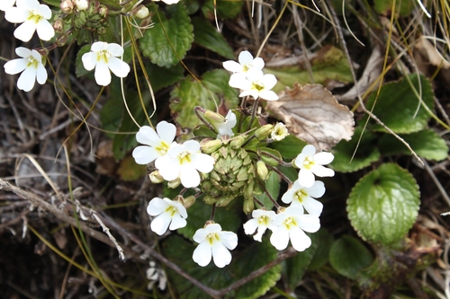 Ourisia macrophylla observed 2026-10-26