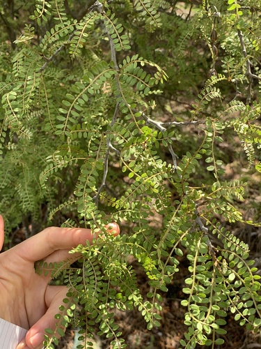 Sophora observed 2026-10-27