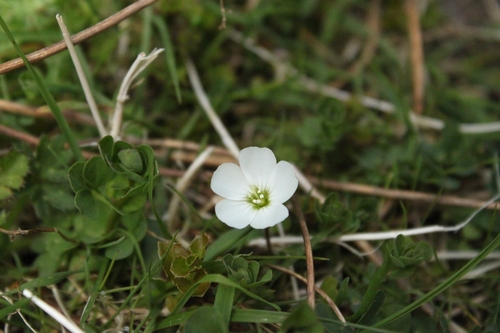 Oxalis magellanica observed 2026-10-26