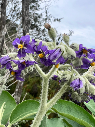 Solanum mauritianum observed 2026-10-26