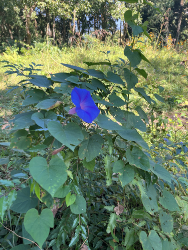Ipomoea indica observed 2026-10-27