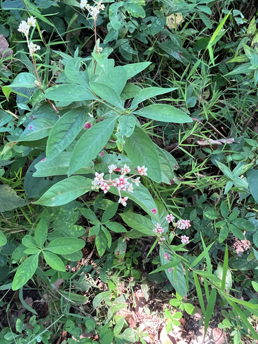 Persicaria chinensis observed 2026-10-27