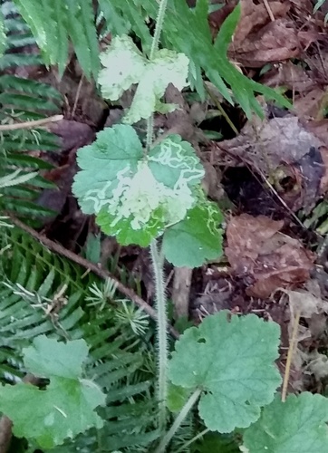 Phytomyza tiarellae