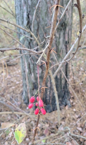 Berberis vulgaris observed 2026-10-27