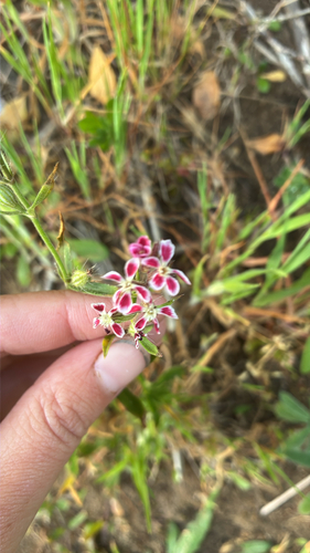 Silene gallica observed 2026-10-27