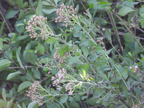 Pluchea indica observed 2026-10-26