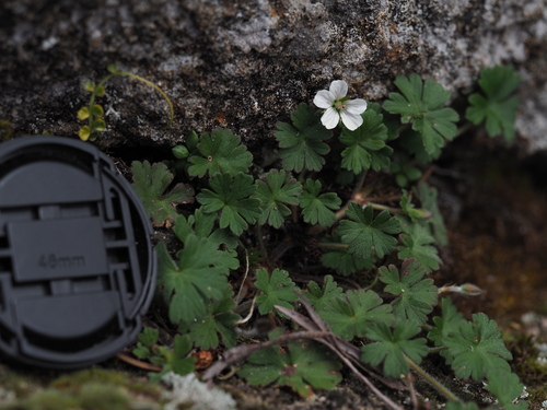 Geranium potentilloides observed 2026-10-27