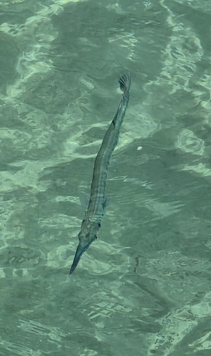 Tylosurus crocodilus observed 2026-10-20