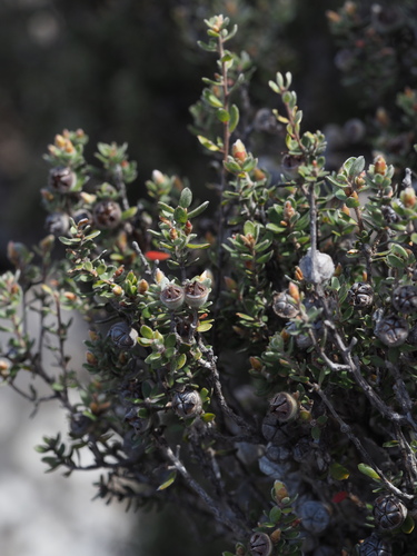 Leptospermum lanigerum observed 2026-10-27
