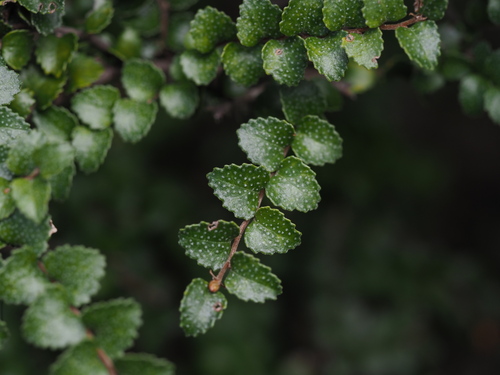 Nothofagus observed 2026-10-27