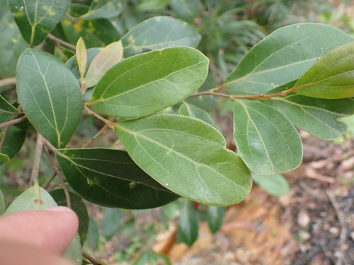 Cryptocarya observed 2026-10-27