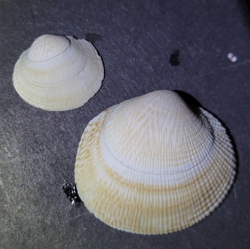 Leukoma staminea observed 2026-10-26