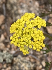 Harbouria trachypleura