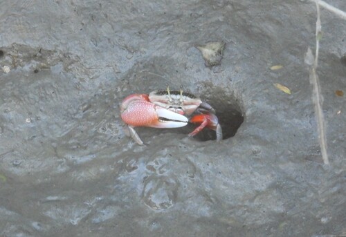 Tubuca arcuata observed 2026-10-26