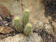 Echinocereus ledingii