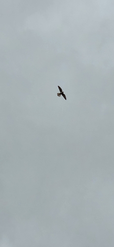 Falco cenchroides observed 2026-10-27