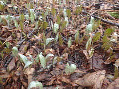 Erythronium americanum
