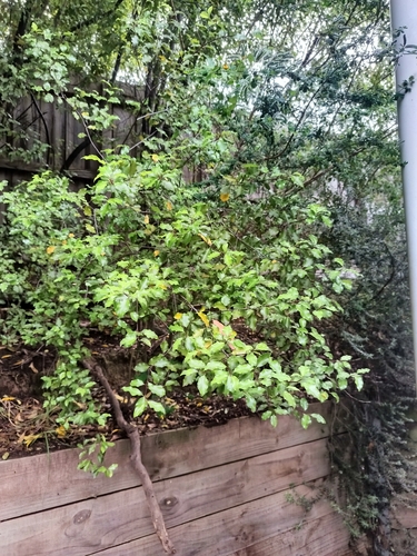 Pittosporum tenuifolium observed 2026-10-27