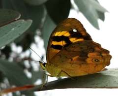 Heteronympha solandri