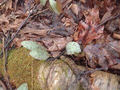 Erythronium americanum